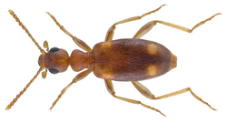 Stricticollis tobias (Marseul, 1879).png