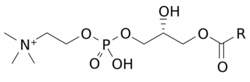 Structure lysophosphatidylcholine.svg