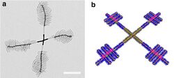 Supramolecular assembly of micelles6.jpg