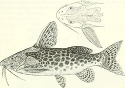 Synodontis macrostigma.jpg