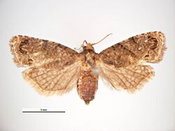 Thaumatotibia leucotreta female dorsal.jpg