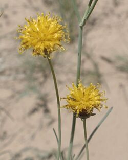 Thelesperma megapotamicum flora.jpg