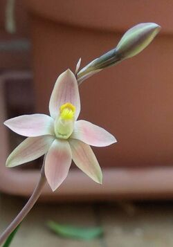 Thelymitra-Glaucophylla.jpg