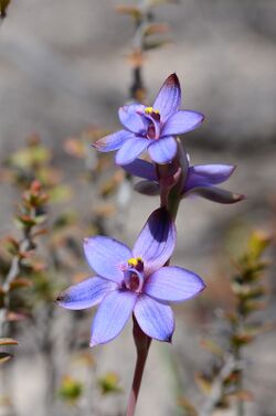 Thelymitra azurea.jpg