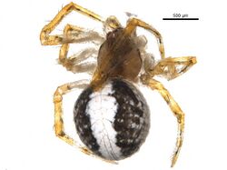 Theridion lawrencei.jpg