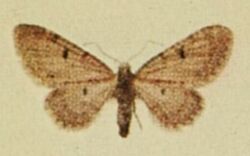 Thyme Pug Moths of the British Isles.jpg