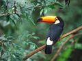 Toco toucan in a forest.jpg