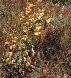 Topaeolum incisium overview.jpg