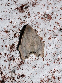 Tortricosia excisa (Eribidae- Arctiinae- Lithosiini) (4199146709).jpg