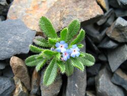 Trigonocaryum involucratum 99540520.jpg