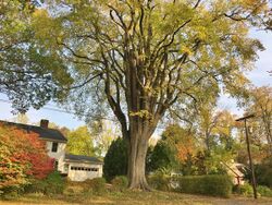 "Grayson Elm" - American Elm Tree in Amherst, MA (October 2020).jpg