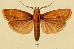 007-Nephopterix fuscalis (Kenrick, 1907).JPG