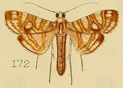 172-Glyphodes paucilinealis Kenrick, 1907.JPG