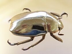 Adult scarab beetle - Chrysina limbata.jpg