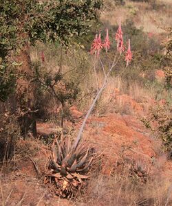 Aloe pretoriensis, habitus langs Sandrivier by Doornkom, Limpopo, a.jpg