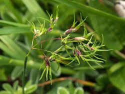 Alpen-Rispengras (Poa alpina).jpg