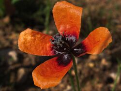 Amapola macho -Papaver argemone (7385599770).jpg