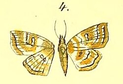 Ambia colonalis.jpg