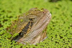 AndrewMercerIMG 5585 Australian Water Dragon.jpg