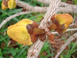 Annona crassiflora fruit.jpg