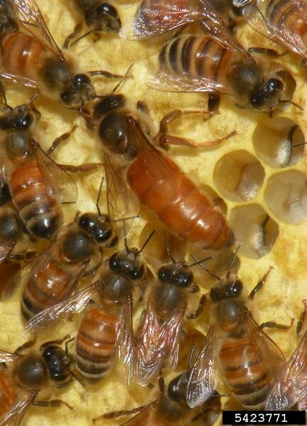 File:Apis mellifera (queen and workers).jpg