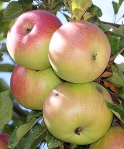 Close-up of a red apple hanging from a branch of a tree; other hanging apples are visible in the background.