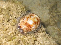 Arabian Cowry1.jpg