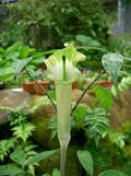 Arisaema yamatense1.jpg