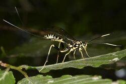 Arotes amoenus ♀ (50094995787).jpg