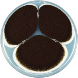 Aspergillus saccharolyticus cya.png