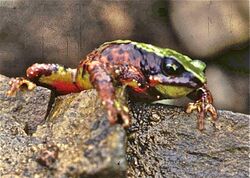 Atelopus arthuri 56814765.jpg