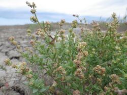 Atriplex suckleyi (7490974898).jpg