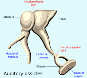 Auditory ossicles-en.svg