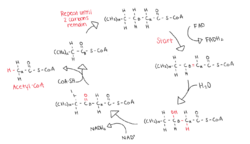 The process of Beta Oxidation of an activated Acyl-CoA molecule.