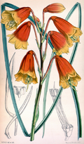 Blandfordia grandiflora CBM.png