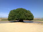Blessed tree in Jordan.jpg