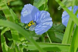 Blue Commelina (Commelina eckloniana) (16341298488).jpg
