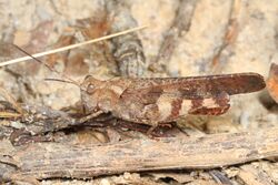 Boll's Grasshopper - Spharagemon bolli, Prince William Forest Park, Triangle, Virginia - 28570736714.jpg