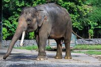 Borobudur-Temple-Park Elephant-cage-01.jpg