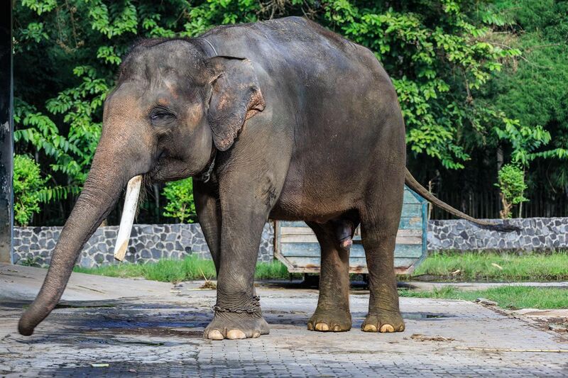 File:Borobudur-Temple-Park Elephant-cage-01.jpg