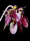 Bulbophyllum proudlockii cultiv - cropped.jpg