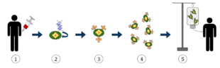 CAR T-cell Therapy.svg