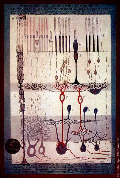 File:Cajal Retina.jpg