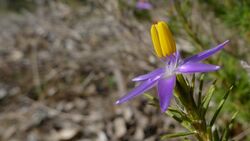 Calectasia narragara with yellow stamens (7159702339).jpg