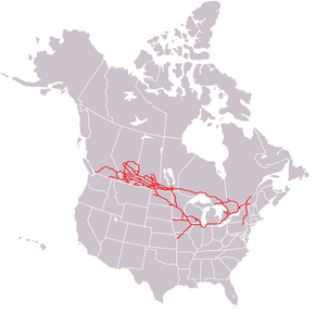 Canadian Pacific System Railmap.PNG