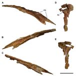 Nasal and lacrimal of C. saharicus