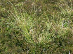 Carex binervis habitus.jpg