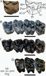 Cf. Lambdaconus suinus - Agua de la Piedra Formation.jpg