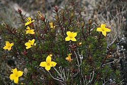 Photograph of the plant with yellow four-petaled flowers