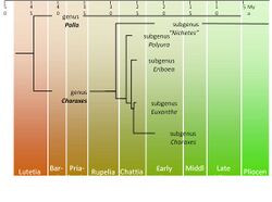 Charaxes basal cladogram.jpg